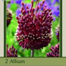 Red Mohican Allium 2 Bulbs 10/+ Cm Deep Red Blooms And Fragrant Indoor Outdoor Garden