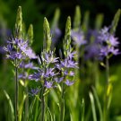 Indian Hyacinth Camassia Caerulea 4 Bulbs 14/+ Cm Bulbs Indoor Outdoor Garden