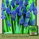 Giant Grape Hyacinth 15 Bulbs Muscari/Bellevalia 6/+ Cm Bulbs Indoor Outdoor Garden