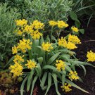 Sunny Twinkles Moly Allium 30 Bulbs Persian Onion 5/+ Cm Bulbs Indoor Outdoor Garden