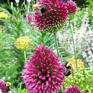Drumsticks Allium Sphaerocephalon 25 Bulbs Persian Onion 6/+ Cm Bulbs Indoor Outdoor Garden