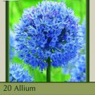 Blue Of The Heavens Flowering Onions 20 Bulbs Allium Caeruleum 5/+ Cm Indoor Outdoor Garden