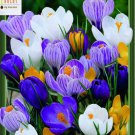 Large Flowering Crocus Mix 15 Bulbs Best Seller 8/9 Cm Bulbs Indoor Outdoor Garden