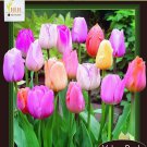 Easter Joy Mix Tulip 18 Bulbs Soft Pastel Hues 12/+ Cm Bulbs Value Size Indoor Outdoor Garden