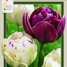 Touchdown Dance Double Late Tulip Mix 10 Bulbs 12/+ Cm Bulbs Indoor Outdoor Garden Touchdown Dance Double Late Tulip Mix 10 Bulbs 12/+ Cm Bulbs Indoor Outdoor Garden