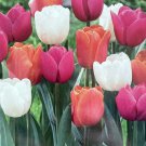 Coffee Donuts Triumph Tulip Mix 18 Bulbs 12/+ Cm Bulbs Indoor Outdoor Garden Coffee Donuts Triumph Tulip Mix 18 Bulbs 12/+ Cm Bulbs Indoor Outdoor Garden
