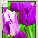 Jellyfish Triumph Tulip Mix 15 Bulbs Purple Shades And White 12/+ Cm Bulbs Indoor Outdoor Garden Jellyfish Triumph Tulip Mix 15 Bulbs Purple Shades And White 12/+ Cm Bulbs Indoor Outdoor Garden