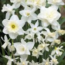 All In One White Narcissus Mix 12 Bulbs 12/14Cm Bulbs Indoor Outdoor Garden