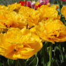 Yellow Pomponette Double Late Tulip 8 Bulbs 12/+ Cm Bulbs Indoor Outdoor Garden