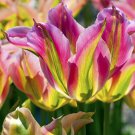 Virichic Tulip 8 Bulbs 12/+ Cm Vibrant Pink/Green Tones Indoor Outdoor Garden