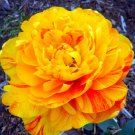 Sunlover Double Late Tulip 8 Bulbs 12/+ Cm Bulbs Indoor Outdoor Garden
