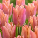 Salmon Prince Tulip Single Early 10 Bulbs 12/+ Cm Bulbs New Indoor Outdoor Garden