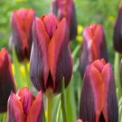 Slawa Triumph Tulip 8 Bulbs Exclusive 12/+ Cm Bulbs Unbelievable Color Indoor Outdoor Garden