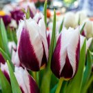 Rimini Triumph Tulip 10 Bulbs New 12/+ Cm Bulbs Indoor Outdoor Garden