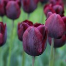 Ronaldo Triumph Tulip 10 Bulbs New 12/+ Cm Bulbs Red/Black Indoor Outdoor Garden