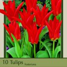 Red Emperor Fosteriana Tulip 10 Bulbs Heirloom 12/+ Cm Bulbs Indoor Outdoor Garden
