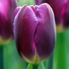 Purple Flag Triumph Tulip 10 Bulbs New 12/+ Cm Bulbs Indoor Outdoor Garden Purple Flag Triumph Tulip 10 Bulbs New 12/+ Cm Bulbs Indoor Outdoor Garden