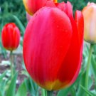 Darwin Hybrid Tulip Red Parade 10 Bulbs Strong Grower 12/+ Cm Bulbs Indoor Outdoor Garden Darwin Hybrid Tulip Red Parade 10 Bulbs Strong Grower 12/+ Cm Bulbs Indoor Outdoor Garden