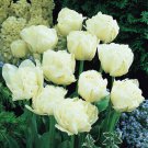 Mount Tacoma Double Late Tulip 8 Bulbs 12/+ Cm Bulbs Indoor Outdoor Garden