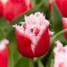 New Santa Fringed Tulip 7 Bulbs 12/+ Cm Bulbs Red / White Fringe Indoor Outdoor Garden