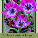 Little Beauty Tulip 15 Bulbs Red White And Blue 6/+ Cm Bulbs Indoor Outdoor Garden Little Beauty Tulip 15 Bulbs Red White And Blue 6/+ Cm Bulbs Indoor Outdoor Garden