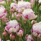 Double Surprise Tulip 6 Bulbs 12/+ Cm Bulbs Lilac Blooms Indoor Outdoor Garden