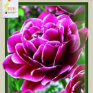Dream Touch Double Late Tulip 6 Bulbs 12/+ Cm Bulbs Indoor Outdoor Garden