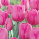 Don Quichotte Triumph Tulip 8 Bulbs 12/+ Cm Bulbs The Best Pink Indoor Outdoor Garden