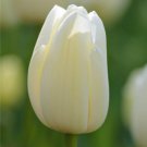 Catherina Single Late Tulip 8 Bulbs 12/+ Cm Bulbs Pure White Indoor Outdoor Garden Catherina Single Late Tulip 8 Bulbs 12/+ Cm Bulbs Pure White Indoor Outdoor Garden