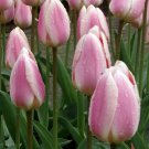 Apricot Delight Darwin Tulip 6 Bulbs New 12/+ Cm Bulbs Indoor Outdoor Garden