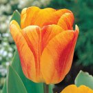 Beauty Of Apeldoorn Darwin Tulip 10 Bulbs 12/+ Cm Giant Blooms Indoor Outdoor Garden