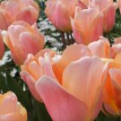 Apricot Beauty Tulip 8 Bulbs Early Blooming 12/+ Cm Bulbs Indoor Outdoor Garden