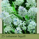 Lebanon Striped Squill 25 Bulbs Puschkinia Libanotica 6/+ Cm Bulbs Indoor Outdoor Garden