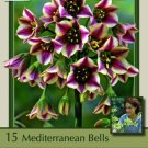 Mediterranean Bells 15 Bulbs Nectaroscordum 8/10 Cm Bulbs Indoor Outdoor Garden