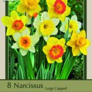 Large Cupped Daffodil/Narcissus Mix 8 Bulbs 14/16Cm Bulbs Indoor Outdoor Garden