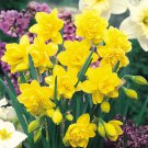Golden Ducat Double Narcissus/Daffodil 8 Bulbs 14/16 Cm Bulbs Indoor Outdoor Garden