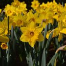 Marieke Trumpet Daffodil/Narcissus 6 Bulbs14/16Cm Bulbs Indoor Outdoor Garden