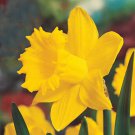 Exception Trumpet Daffodil/Narcissus 8 Bulbs 14/16Cm Bulbs Indoor Outdoor Garden