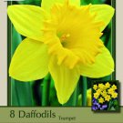 Dutch Master Daffodil 8 Bulbs 14/16 Cm Bulbs Indoor Outdoor Garden