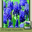 Two Tone Grape Hyacinths 25 Bulbs Muscari Latifolium 5/6 Cm Bulbs Indoor Outdoor Garden