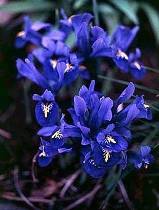 Dark Blue Rock Iris 25 Bulbs Multiply 5/6 Cm Bulbs Indoor Outdoor Garden