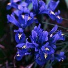 Dark Blue Rock Iris 25 Bulbs Multiply 5/6 Cm Bulbs Indoor Outdoor Garden