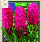 Jan Bos Hyacinth 5 Bulbs Fragrant 15/16 Cm Bulbs Indoor Outdoor Garden