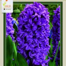 Miss Saigon Hyacinth 5 Bulbs 15/16 Cm Bulbs Indoor Outdoor Garden
