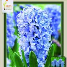 Delft Blue Hyacinth 5 Bulbs Soft Blue/White Fragrant 15/16 Cm Bulbs Indoor Outdoor Garden Delft Blue Hyacinth 5 Bulbs Soft Blue/White Fragrant 15/16 Cm Bulbs Indoor Outdoor Garden