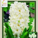 Carnegie Hyacinth 5 Bulbs Pure White Fragrant 15/16 Cm Bulbs Indoor Outdoor Garden