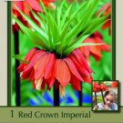 Red Crown Imperial Lily 1 Bulb Fritillaria Rubra Maxim 20/24 Cm Bulb Indoor Outdoor Garden