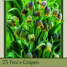 Uva Vulpis Fritillaria 25 Bulbs Extraordinary 6/+ Cm Bulbs Indoor Outdoor Garden
