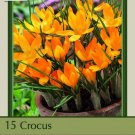 Yellow Mammoth Crocus 12 Bulbs Spring Blooming 8/9 Cm Bulbs Indoor Outdoor Garden