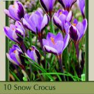 Specie Minimus Snow Crocus 10 Bulbs 5/+ Cm Bulbs Indoor Outdoor Garden